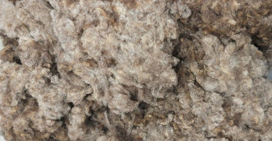 Fleece: Shetland Lamb, grey gulmoget Consignment AB